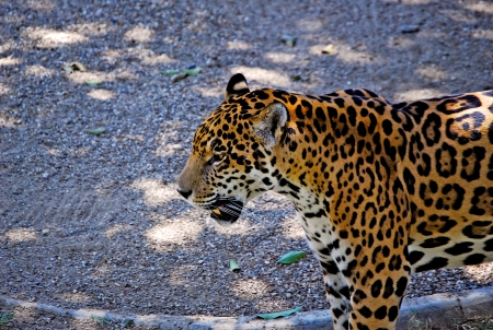 Jaguarの写真素材