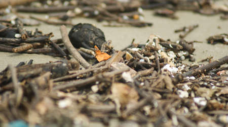 Debris of tree branches on the beach.の写真素材