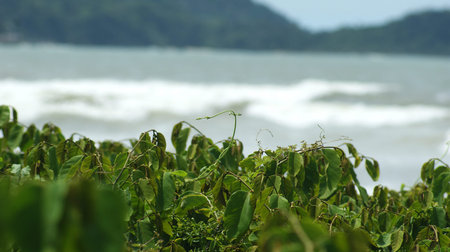 Native plant of Brazil. Brazilian fauna and floraの写真素材