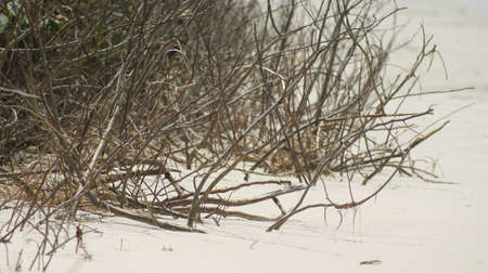 Native plant of Brazil. Brazilian fauna and floraの写真素材