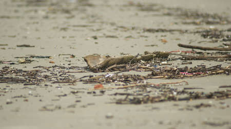 Debris of tree branches on the beach.の写真素材