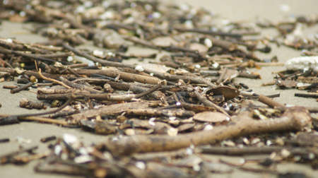 Debris of tree branches on the beach.の写真素材