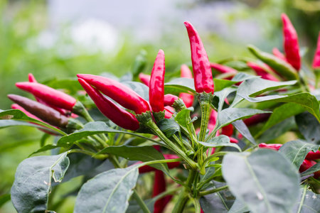 Red chilli tree