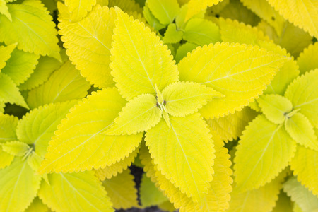 Canary yellow Coleus leaves (Painted nettle,Flame nettle ) in gardenの写真素材