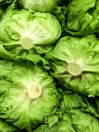 the bottom veiw of Iceberg Lettuce  as backgroundの写真素材