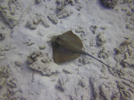Blue-spotted fantail ray, Bluespotted ribbontail ray