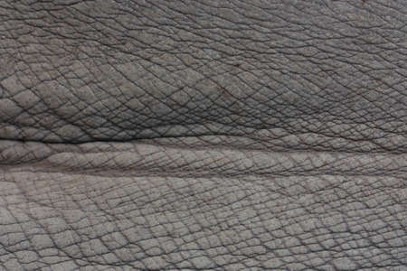 rhino skinの写真素材