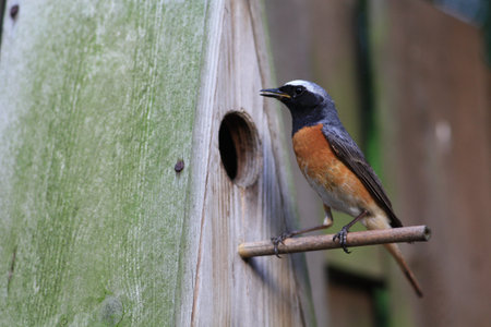 Redstart