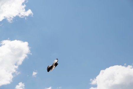flying bird against blue sky