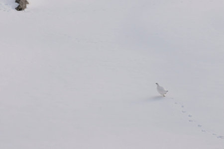 ptarmigan leaving traces in the snowの写真素材
