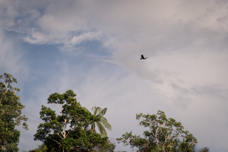 tucan flying in the skyの写真素材