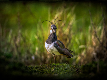 peewit lapwing in wetlandsの写真素材