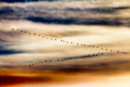 Flock of Whooper Swans dramatic evening skyの写真素材