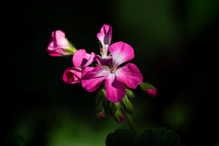 pink flower in summer on black backgroundの写真素材
