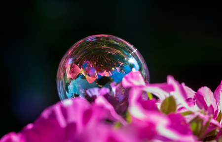 soap bubble on pink flower in summerの写真素材