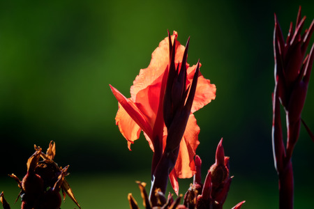 bright orange flower in summer on green backgroundの写真素材