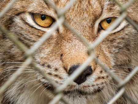 adult lynx female behind fence in parkの写真素材