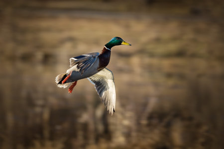 mallard duck in flight in summer