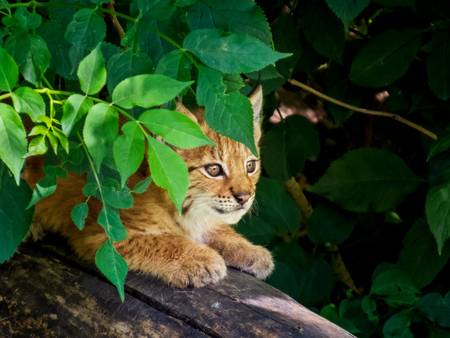 lynx kitten observing the world from a hiding placeの写真素材