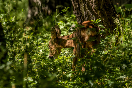 roe deer in forest in summerの写真素材