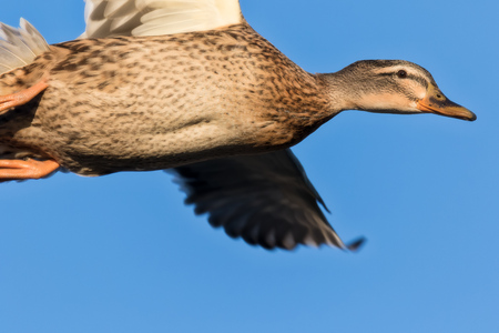 close-up of mallard duck in flight in summerの写真素材