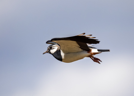 close-up of  lapwing in flight on a summer dayの写真素材