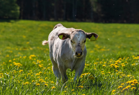 cute calf in green field with dandelionsの写真素材