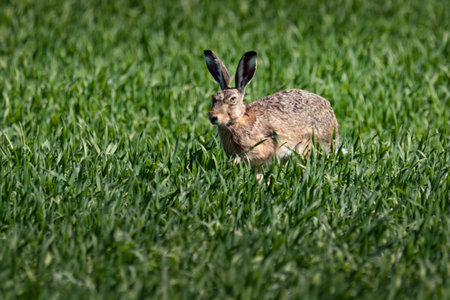 cute hare in green field in summer