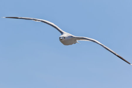 flying seagull on beautiful summer day
