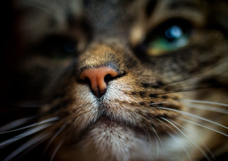 close-up portrait of pretty domestic catの写真素材