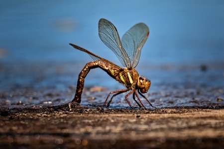 large dragonfly laying its eggs in small lakeの写真素材