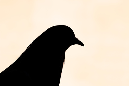 silhouette of feral pigeon city dove in stockholmの写真素材