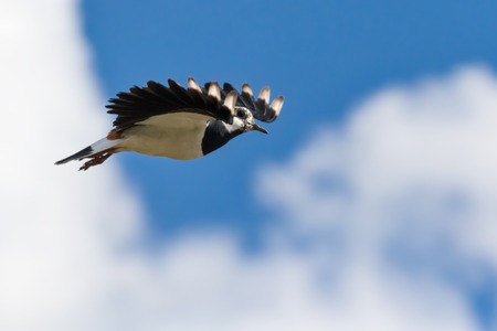 close-up of  lapwing in flight on a summer dayの写真素材