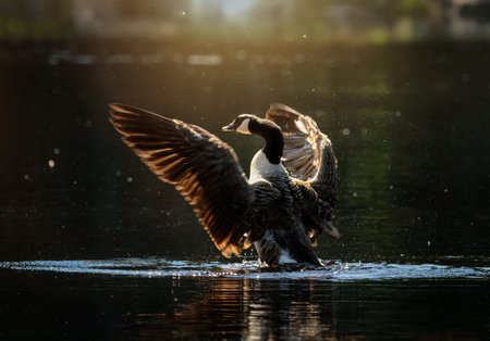 canada goose flapping its wings