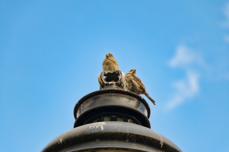 house sparrows perched on top of statueの写真素材