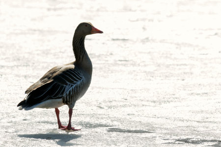 greylag goose on ice in early springの写真素材