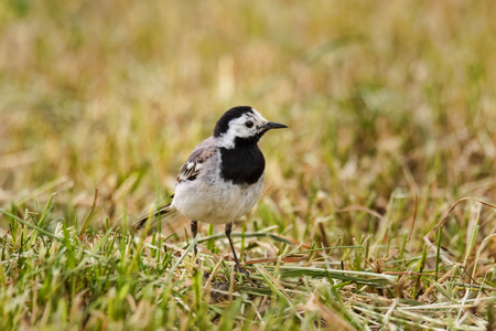 white wagtail in spring in stockholmの写真素材