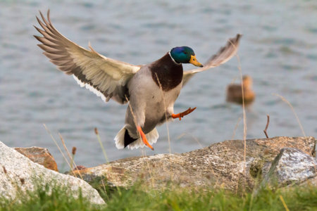 mallard duck in flight in summer