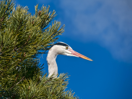 Grey heron perched in a pine treeの写真素材