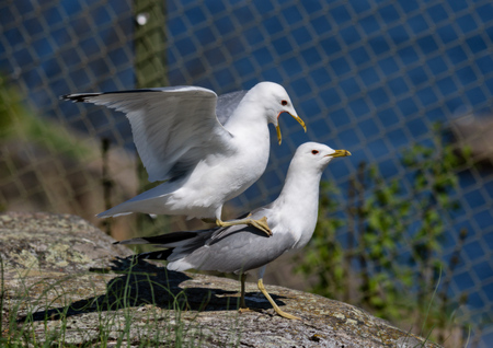 a pair of common gull - seagull matingの写真素材