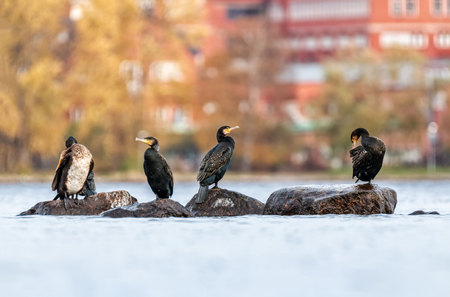 flock of cormorants on rock in stockholmの写真素材