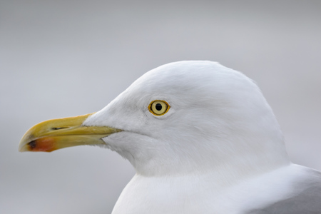 seagull - herring gull portrait - close-upの写真素材
