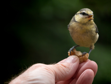 blue tit feeding in human handの写真素材