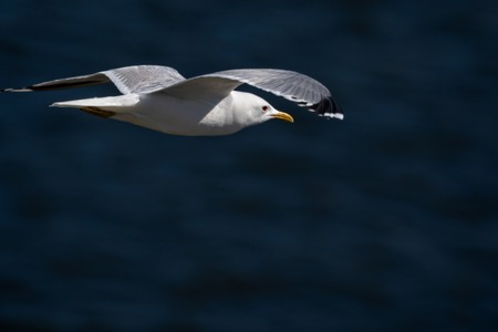 common gull - seagull in the airの写真素材