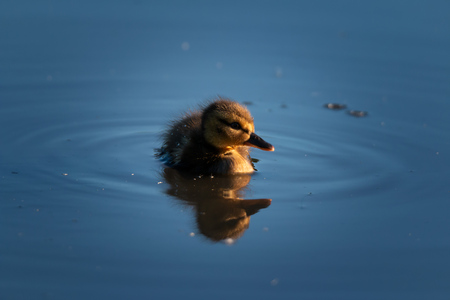 tiny cute young duckling in springの写真素材