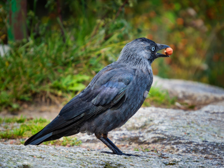 jackdaw has found a hazelnutの写真素材