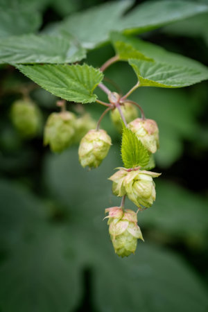 bunch of hop cones in autumn