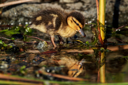 tiny cute young duckling in springの写真素材