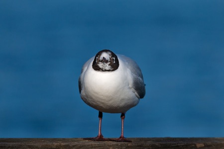 black-headed gull portrait in springの写真素材