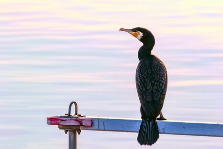 cormorant sitting on a dock in stockholmの写真素材